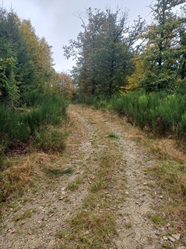 Waldweg umgeben von Bäumen und Sträuchern im herbstlichen Ambiente.