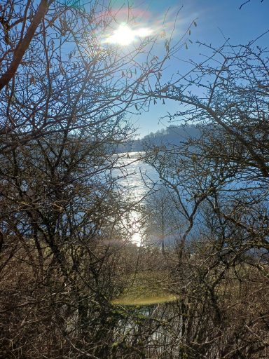 Sonnenstrahlen über einem ruhigen Gewässer, umgeben von kargen Ästen und Sträuchern.