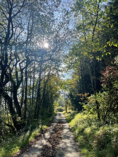 Ein schmaler Weg durch einen Wald mit Sonnenlicht, Bäumen und grünem Unterholz.