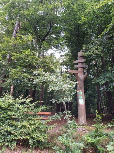 Blick in einen Wald mit einem Baumstamm und grünen Sträuchern im Vordergrund.