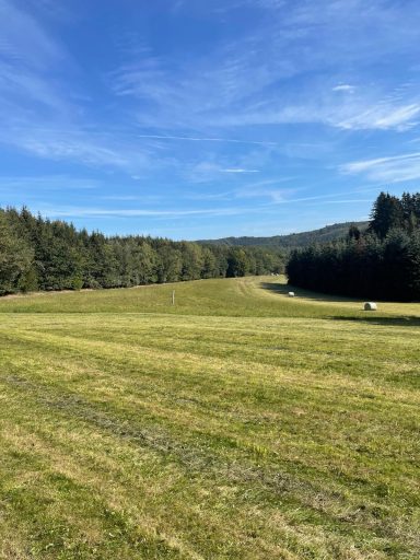 Grüne Wiese mit Bäumen und blauem Himmel im Hintergrund.