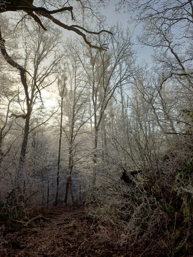 Frostbedeckter Wald mit hohen Bäumen und nebligem Licht im Hintergrund.