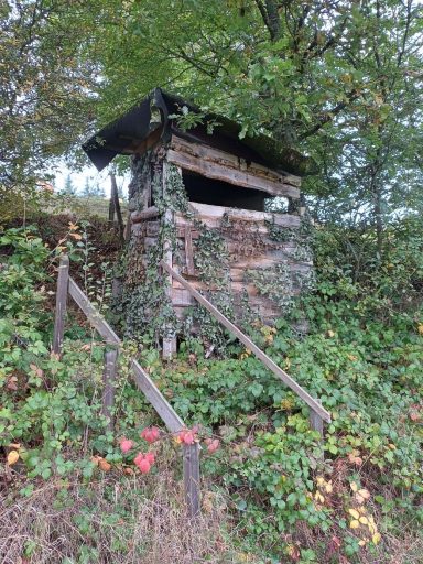 Überwachsungsstand aus Holz, tarnt mit Grünpflanzen, umgeben von Sträuchern.