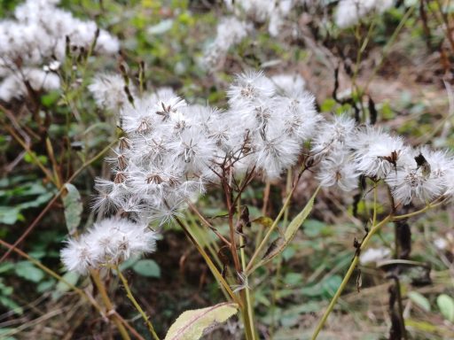 Weiße, flauschige Blütenstände auf grünen Pflanzen im Hintergrund.