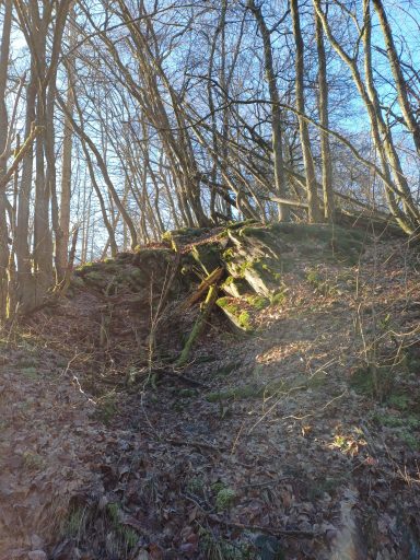 Ein sonniger Waldrand mit umgestürzten Bäumen und verwittertem Boden.