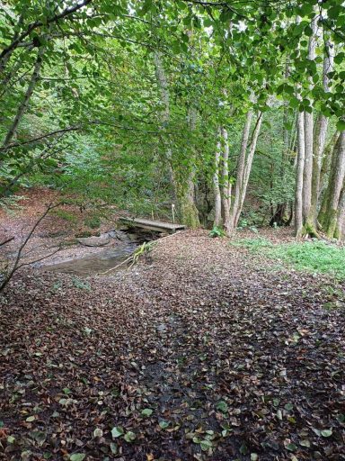 Ein schmaler Weg durch einen Wald mit Laub, Bäumen und einem kleinen Bach.