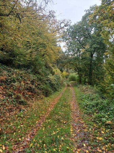 Ein schmaler Waldweg, umgeben von buntem Laub und Bäumen im Herbst.