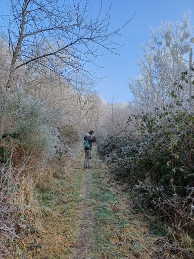 Waldweg mit gefrorenen Pflanzen, eine Person geht in die Ferne.