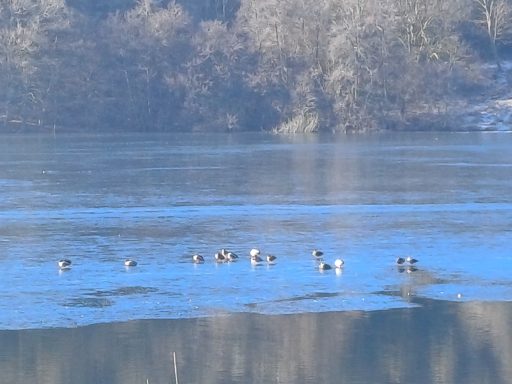 Enten schwimmen auf einer gefrorenen Seeoberfläche umgeben von Bäumen.