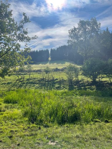 Grüne Wiese mit Bäumen und sanften Hügeln unter einem bewölkten Himmel.