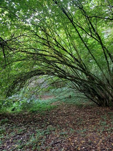 Blick auf einen Waldweg mit dichten, gebogenen Bäumen und grünem Laub.