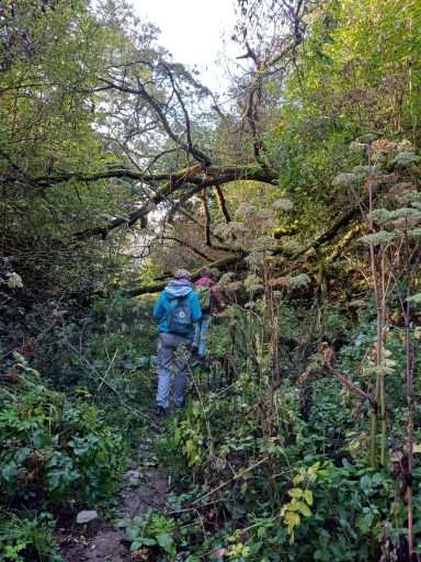 Wanderer auf einem schmalen Pfad durch dichtes, überwuchertes Grün und umgestürzte Bäume.