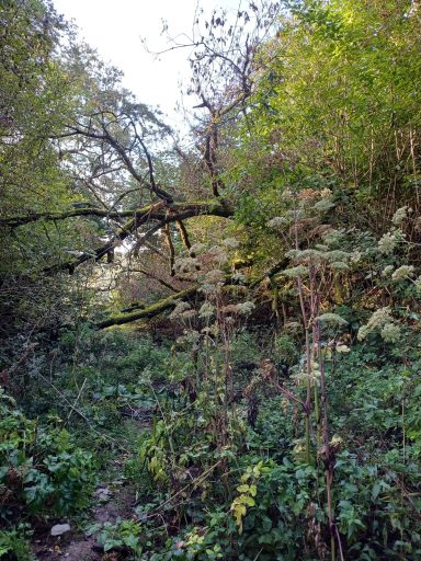 Ein bewaldeter Weg mit üppigem Grün und einem umgestürzten Baum im Hintergrund.