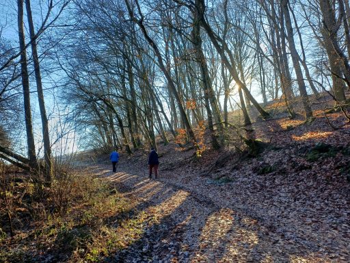 Zwei Personen gehen einen Waldweg, umgeben von Bäumen und herbstlichem Laub.