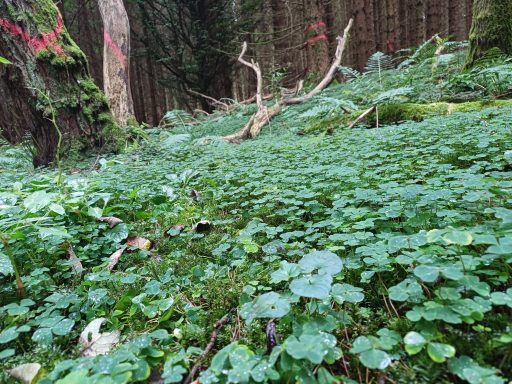 Grüne Pflanzenbedeckung im Wald mit einem verholzten Zweig im Hintergrund.