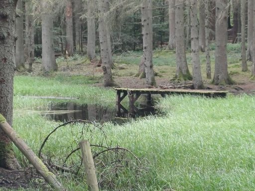 Ein Holzsteg führt über moosbedeckte Wiese zu einem ruhigen Teich im Wald.